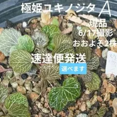 2026年最新】姫ユキノシタの人気アイテム - メルカリ