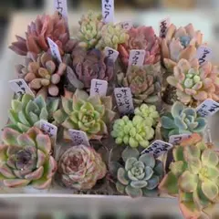 ソフィア様　専用です!!! 韓国苗エケベリア多肉植物 　16鉢セット
