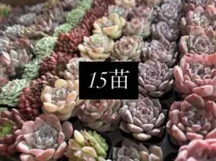 多肉植物 カット苗　エケベリア　韓国苗　おまかせ15苗セット