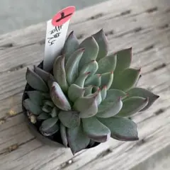 2025年最新】青鬼 多肉植物の人気アイテム - メルカリ