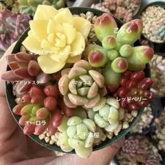 2026年最新】千本桜 多肉の人気アイテム - メルカリ