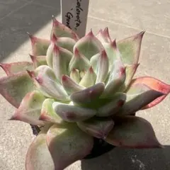 多肉植物 オリジナル交配 (中里リンゼアナ×ホリコロ)×ホーリンゼ