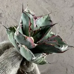 2026年最新】アガベの人気アイテム - メルカリ