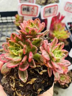 速達　どるちゃん様 リクエスト 5点 まとめ商品