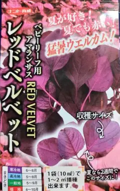 ⭐️レッドベルベット⭐️アマランサス⭐️夏に強い!!⭐️選べるオマケ、育て方付のサムネイル
