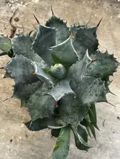 2025年最新】イシスメンシス アガベの人気アイテム - メルカリ