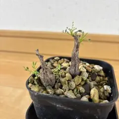 TAKARO様 リクエスト 2点 まとめ商品