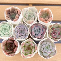 多肉植物　カット苗　寄せ植え　セット　詰め合わせ　エケベリア　韓国苗