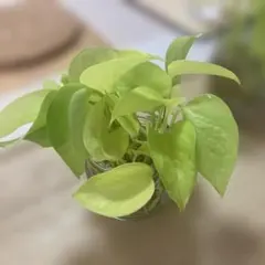 ショーブレ様 リクエスト 2点 まとめ商品