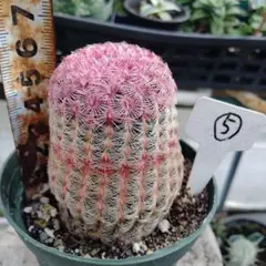 サボテン 抜き苗 2株セット 根付き - メルカリ