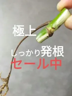 Maiii様 リクエスト 2点 まとめ商品