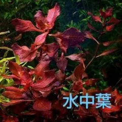 ゆうま様 リクエスト 2点 まとめ商品