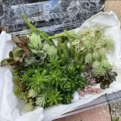 ☆多肉植物☆20種類以上☆21
