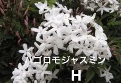 ハゴロモジャスミン