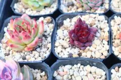 T*O様 エケベリア2品種セット「原種レッドエボニー&トスカネッリ」