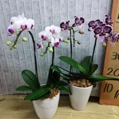 ⚠️ミッケ様専用商品⚠️蘭工房⭐️ミディ胡蝶蘭⭐️5品種6株⭐️3鉢