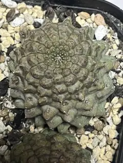 鬼灯様 リクエスト 2点 まとめ商品