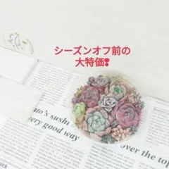 多肉植物　寄せ植えＡ　韓国苗