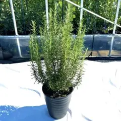 【数量限定❗️高さ60㎝前後‼️化粧鉢（黒）】ローズマリー　マリンブルー