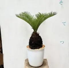 安心の生産者仕入れ】 ソテツ 蘇轍 7号 | Mercari
