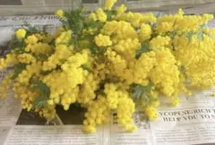 ミモザ　生花　フレッシュ　ネコポス