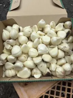 1kg 訳あり　傷あり　にんにく　半乾燥　青森県産　福地ホワイトのサムネイル