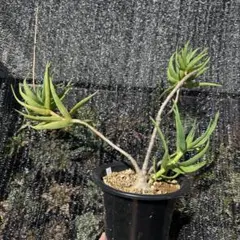 白木(プロフは読まなくていいよ)様 リクエスト 2点 まとめ商品