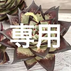 かっちゃん様 リクエスト 2点 まとめ商品