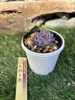 おらいさんさん苗　ミックスベリア 紫紺の矢　札無し 抜き苗