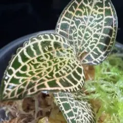 Goodyera pusilla グッディエラ プシラ ジュエルオーキッド - メルカリ