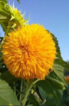 八重咲きひまわりの種50粒