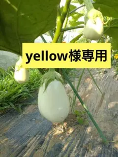 yellow様専用！訳あり！　キズ有り白ナスセット（80サイズ）