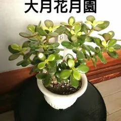 2026年最新】花月 金のなる木の人気アイテム - メルカリ