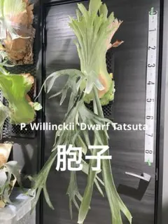 観葉植物 〖ビカクシダ・ウィリンキー ドワーフタツタ〗胞子 - メルカリ