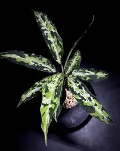 本物】美株 アグラオネマ カーティシー C株（管理番号） 本物