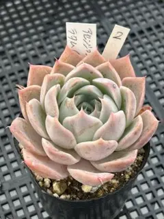 ななてて様 リクエスト 3点 まとめ商品