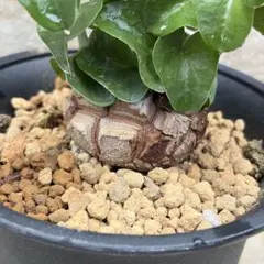 2026年最新】アフリカ亀甲竜の人気アイテム - メルカリ