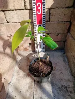 猟人_✴︎様 リクエスト 4点 まとめ商品