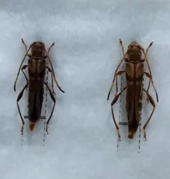 2025年最新】標本 ドイツ箱の人気アイテム - メルカリ