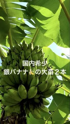 鹿児島バナナ大苗3セット】SALE - メルカリ