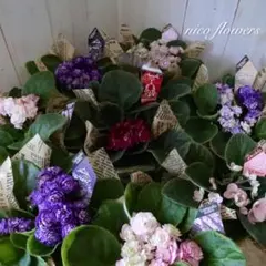 専用出品)セントポーリア 6株セット - メルカリ