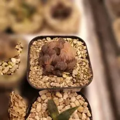 s*e様 ハオルチア　オブツーサ錦　水中月錦　59