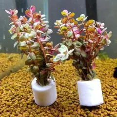 えいちゃん様 リクエスト 2点 まとめ商品