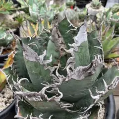 2025年最新】悪魔くん アガベの人気アイテム - メルカリ