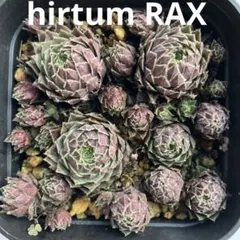 のんちゃん様 リクエスト 2点 まとめ商品