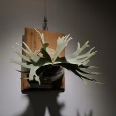 2025年最新】Nook dwarfの人気アイテム - メルカリ