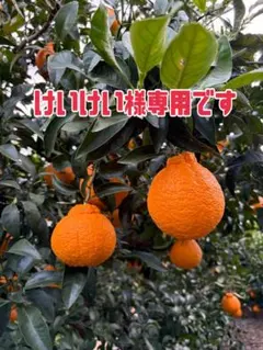 けいけい様専用です