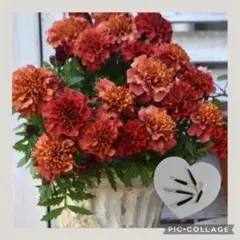 sato.japan様 リクエスト 2点 まとめ商品