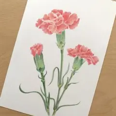 色鉛筆画　手描き原画　カーネーション
