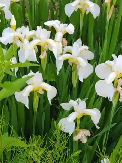 あやめ苗 白 10芽 ネコポス - メルカリ